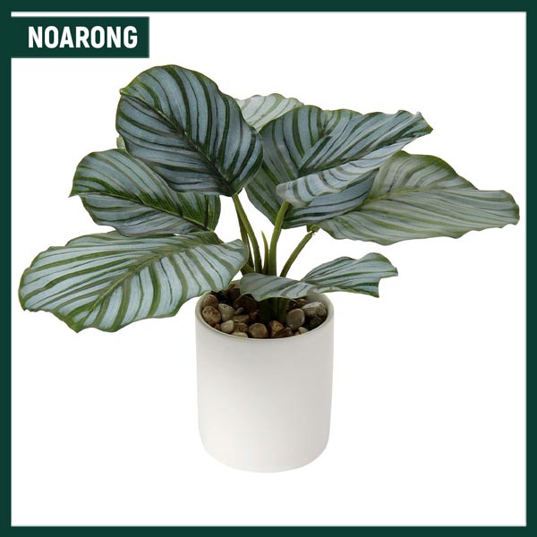 Calathea Plant