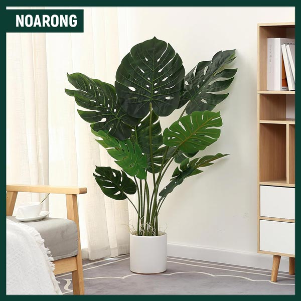 Monstera Plant