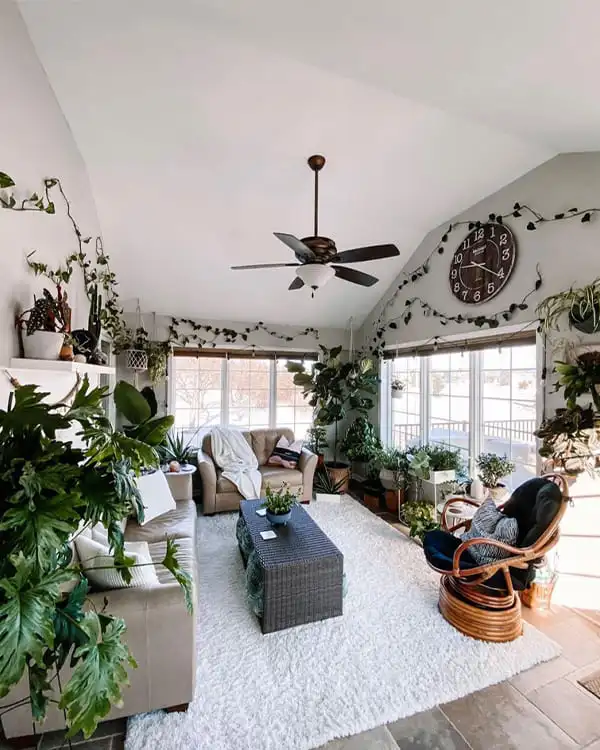 Living Room Indoor Plants or Succulents