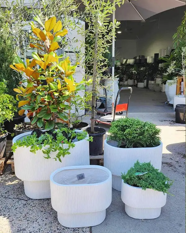 Outdoor Plant & Planters