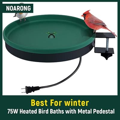 Best Bird Baths for Winter